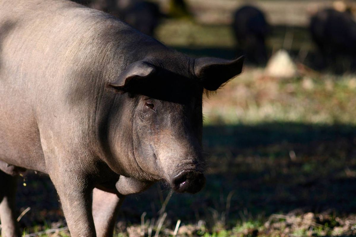 El ‘big data’ llega al cerdo ibérico